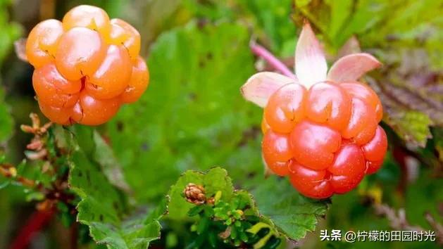 多彩变换的聚合果——云莓，价格是真贵，单凭营养价值吗？