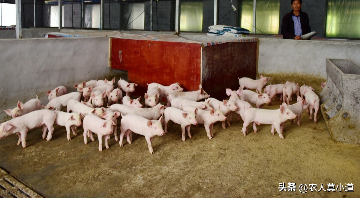 国家扶持的五种养殖项目养鸡,家禽产业托起脱贫致富梦