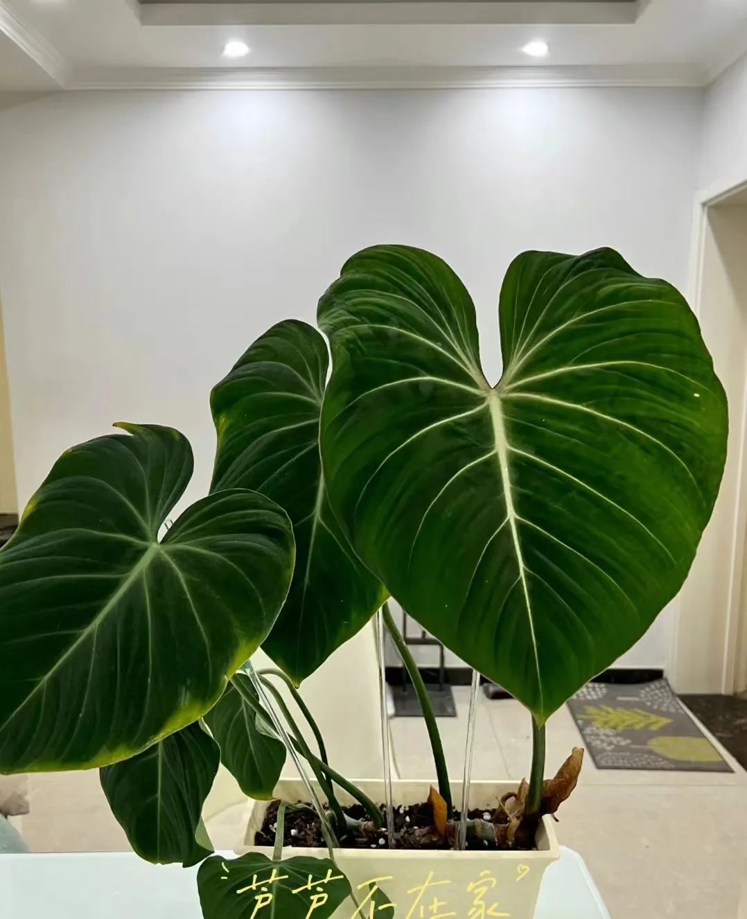 盘点24个常见蔓绿绒品种，叶色靓丽颜值高，总有一款撬动你的心！