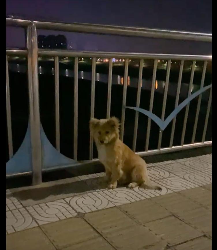 流浪狗被救原主人,被救的流浪狗