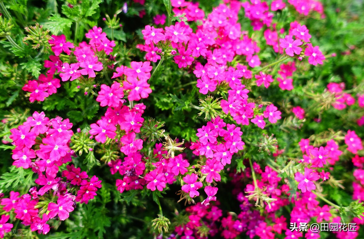 美女樱怎样养护花量多？注意以下几方面，美女樱轻松开爆盆！