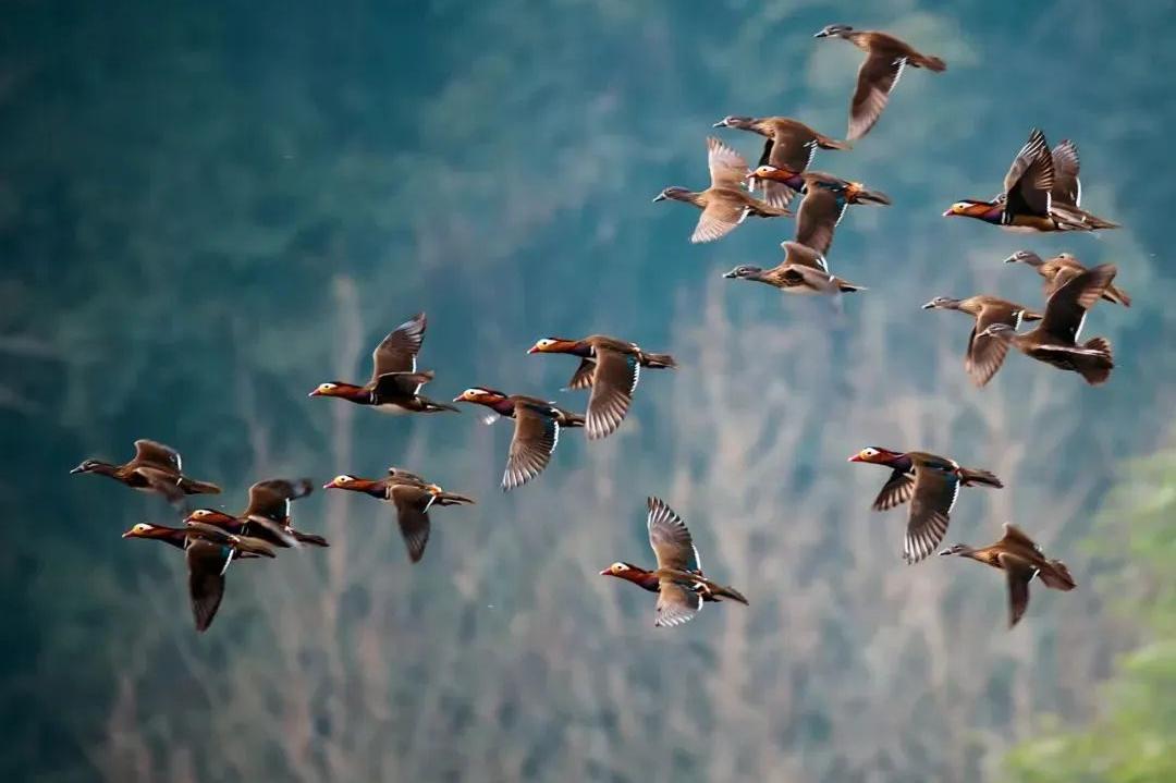 来认识长在石头上的植物,成都有哪些生物
