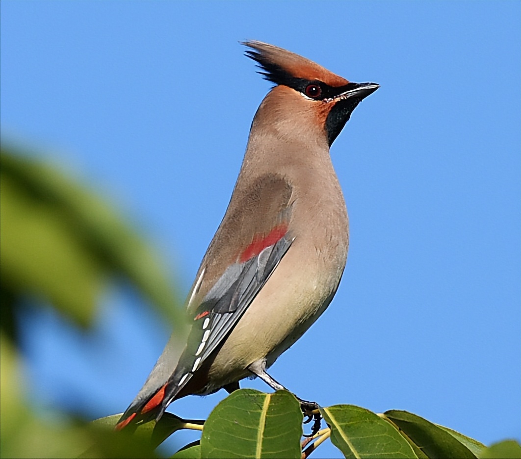 鸟儿大全高清图,高清珍稀鸟动态图片大全