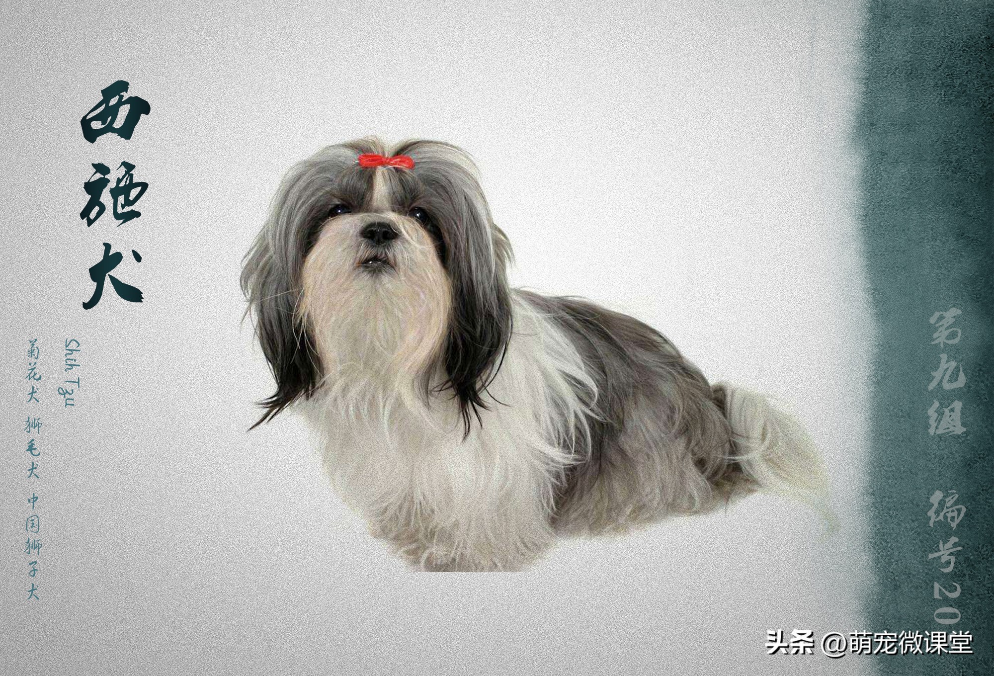 中国的犬种都有什么,中国本土犬种有几个