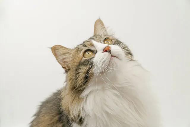 铲屎官看猫咪撒狗粮,各大铲屎官推荐的猫粮