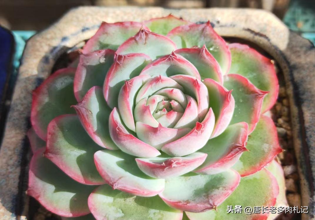 多肉侧影和水晶玫瑰是一样的吗,一种特别好养能度夏天的多肉