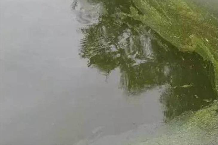 池塘里面的水变成老绿水怎么处理,池塘老绿水怎样处理