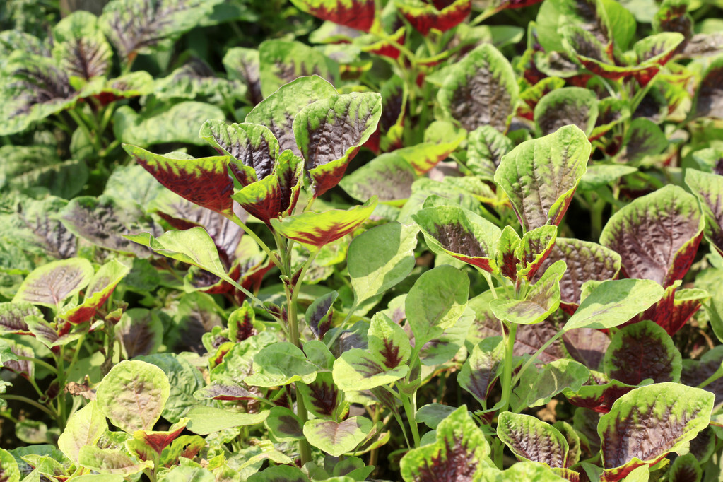 种苋菜草多怎么办,苋菜现在还能种吗