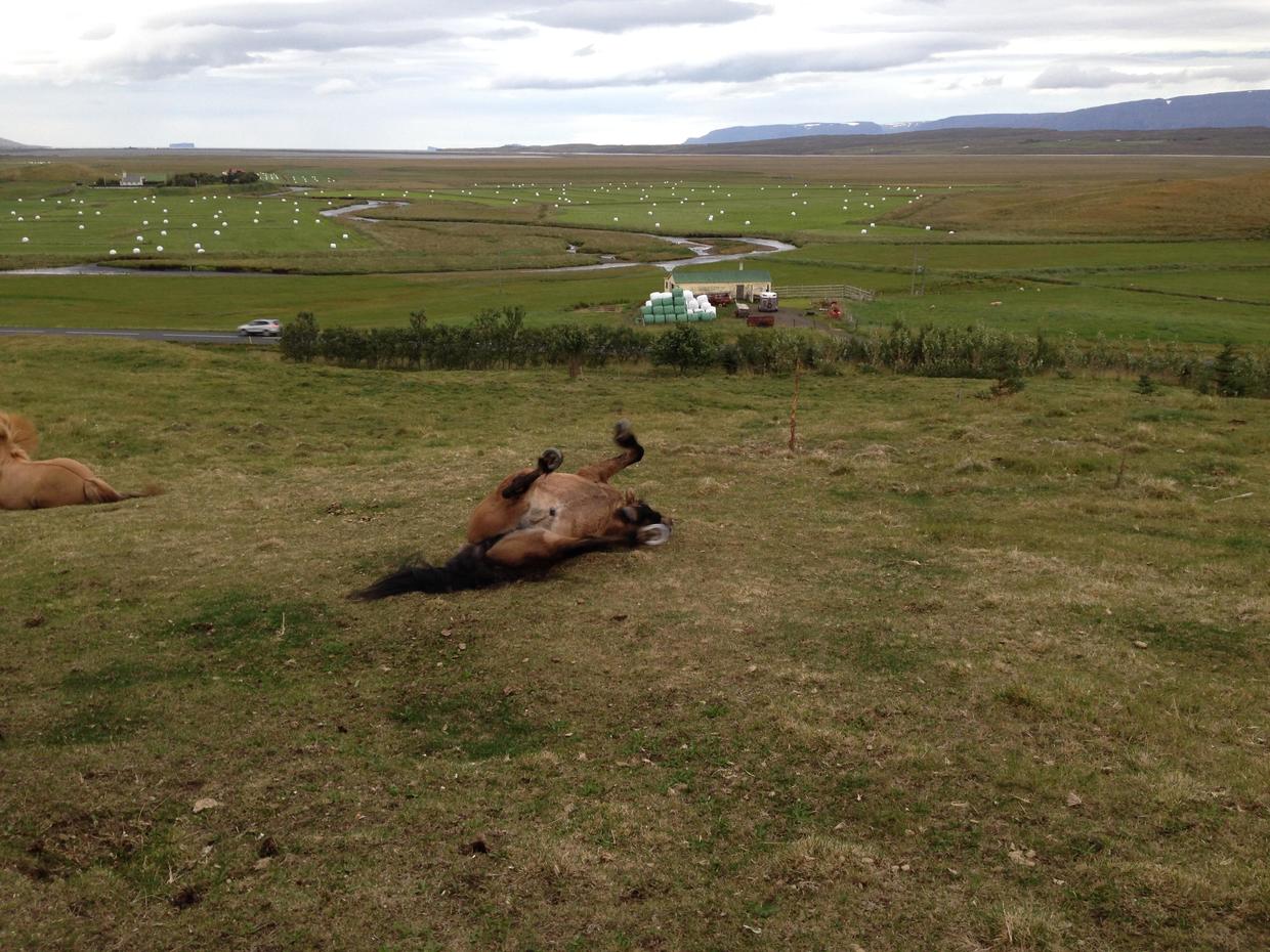 冰岛马图片欣赏,冰岛马的详细介绍