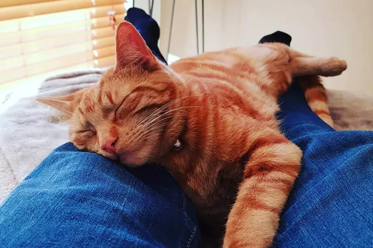 路上遇到流浪猫怎么办？不忍心看它这样居无定所，你可以这样做