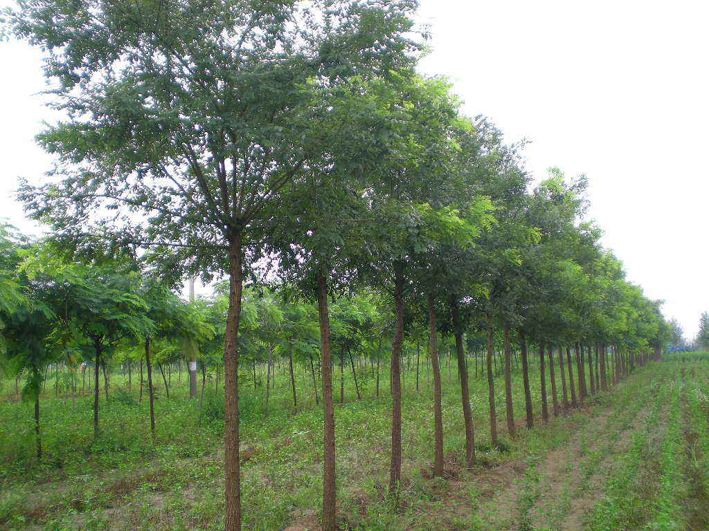 国槐价格当今行情,国槐苗木价格低迷