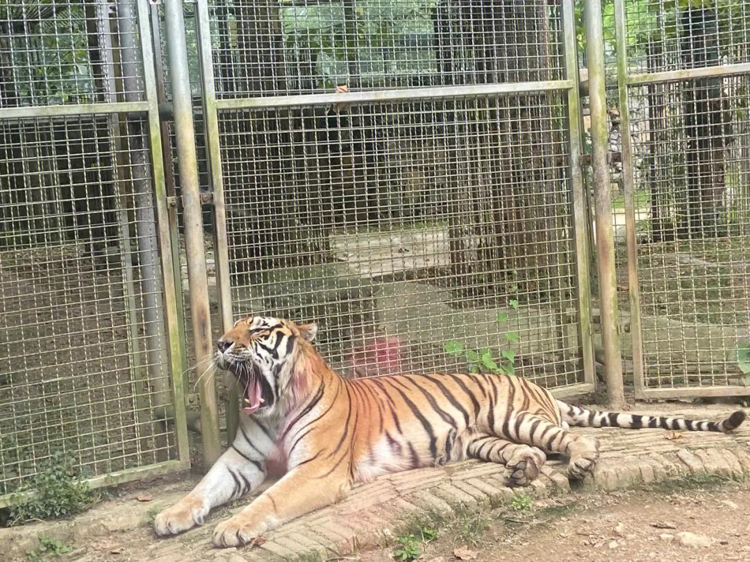 贵州贵阳黔灵山攻略,贵州黔灵山附近旅游攻略