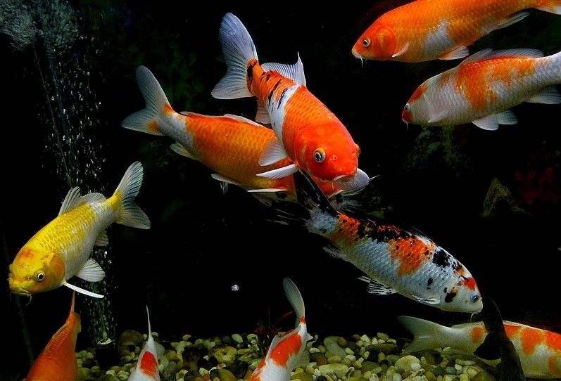 新手养锦鲤常见八大问题,锦鲤为什么不容易养