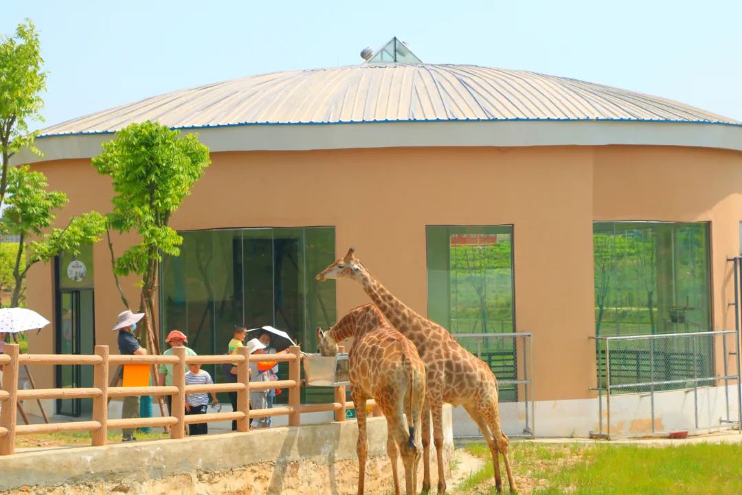 端午六一一起过活动方案,端午亲子游活动