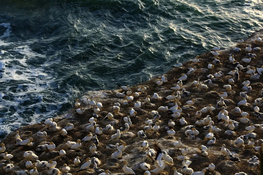 写给不被疫情束缚的心:用文字“云”游新西兰全境