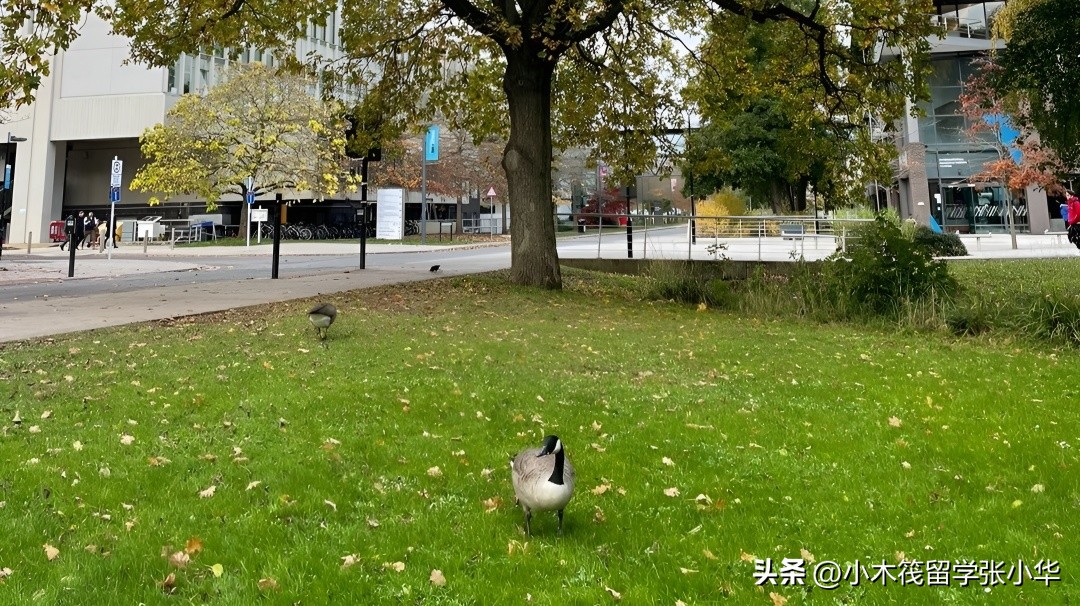 英国topup有哪些大学,英国top本科