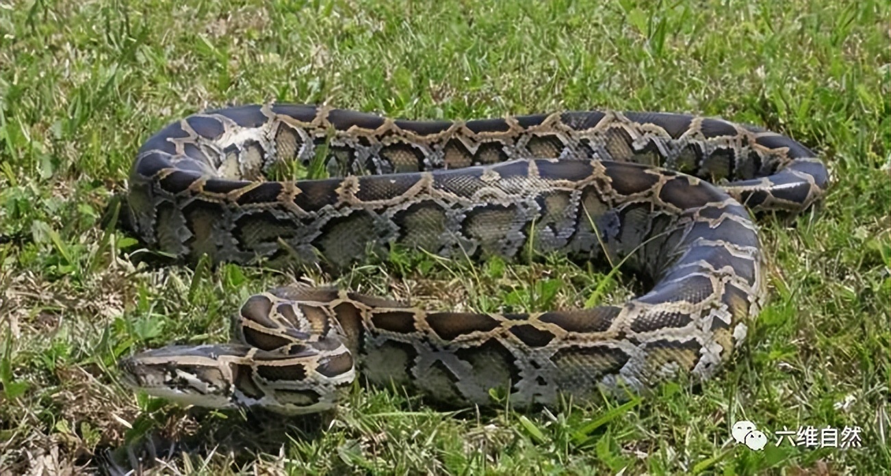 深圳一工地惊现50多斤重蟒蛇,广东一工地惊现蟒蛇