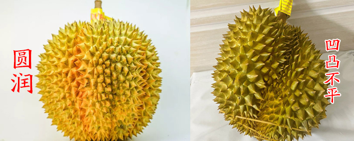 买榴莲如何判断好坏三招教会你,买榴莲学会这6招一挑一个准