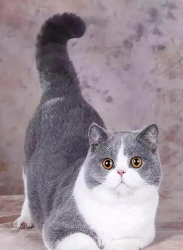 猫每天带你们认识不同品种的猫,猫咪品种知多少你都认识哪些猫