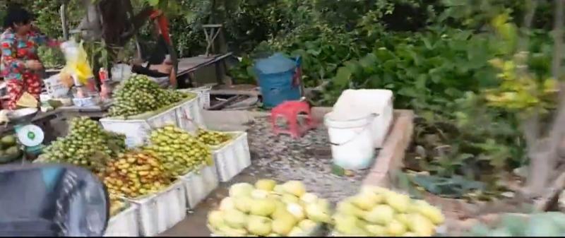 邱训华|人情风土虽相似毕竟他乡异故乡（越南纪游诗词22首新韵）