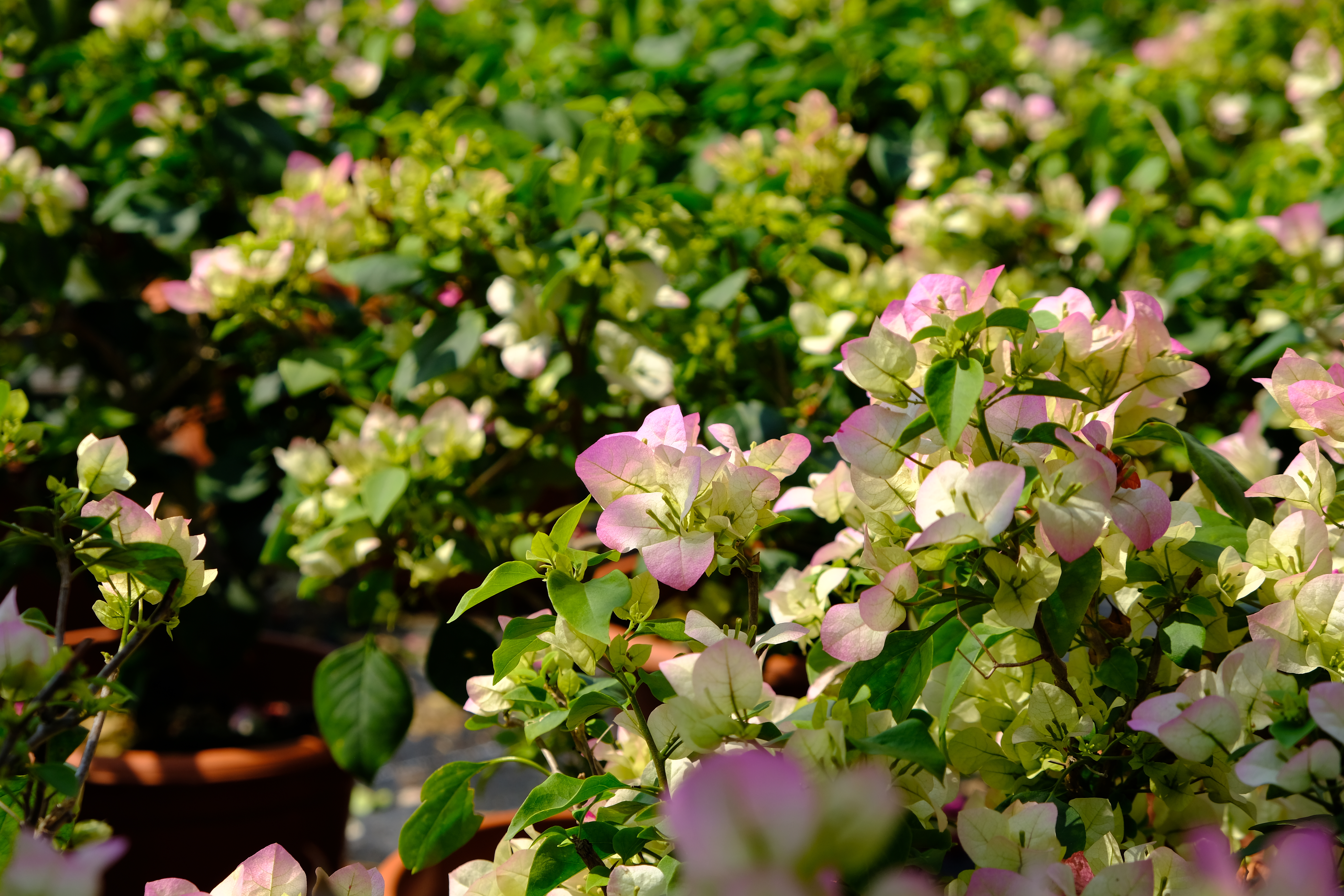 富士xt3配1855镜头拍摄效果,富士xe3套机镜头