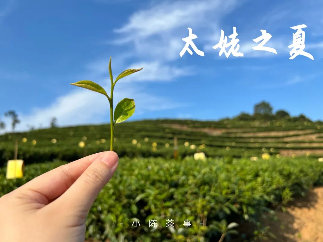 “南郭先生”、拉帮结派、化整为零，说说最近福鼎白茶的一些变化