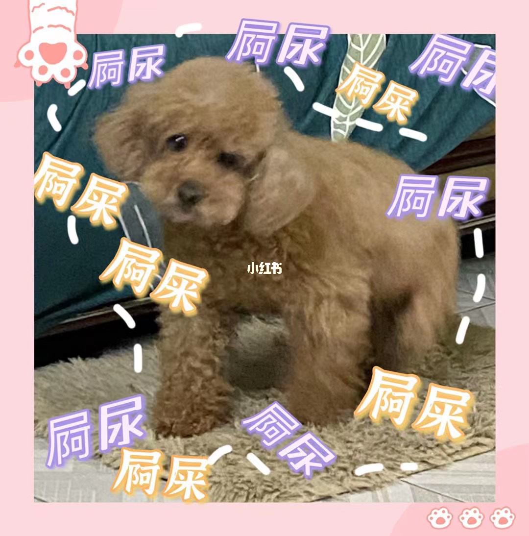 成年泰迪犬怎么训练大小便,泰迪犬怎样训练大小便的方法视频