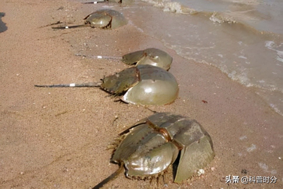4亿多年蓝色血液引人类陷入绝境,4亿岁生物被疯狂抽血
