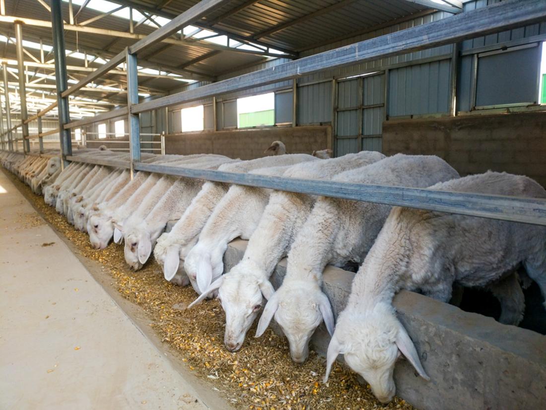 奋进新时代谱写新篇章感悟,古浪乡村振兴政策解读