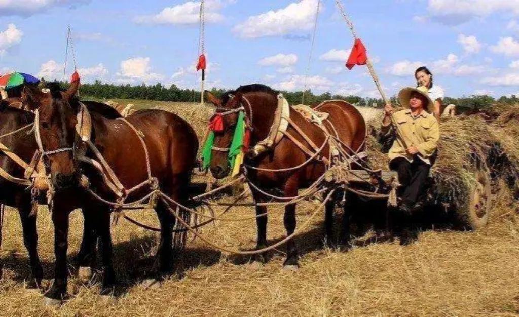 我亲身经历的社会事件作文,社会经历和感悟