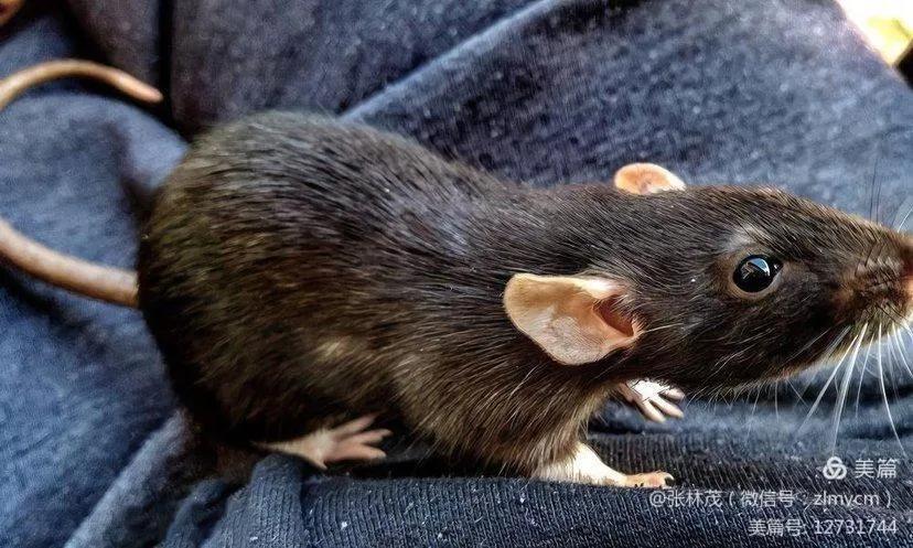 幼鼠被猎杀,灭鼠反被杀