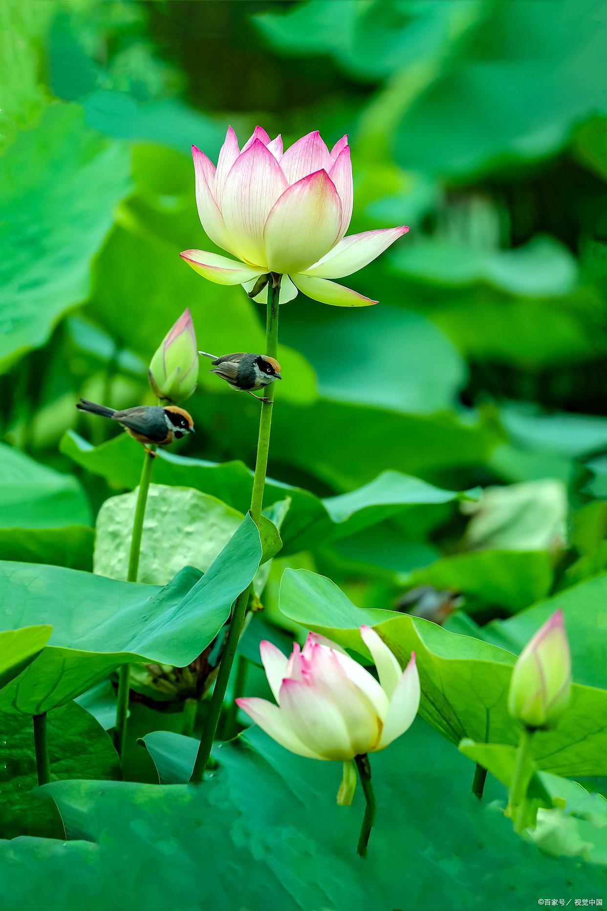 十首经典荷花古诗词名句,十首最美荷花诗词