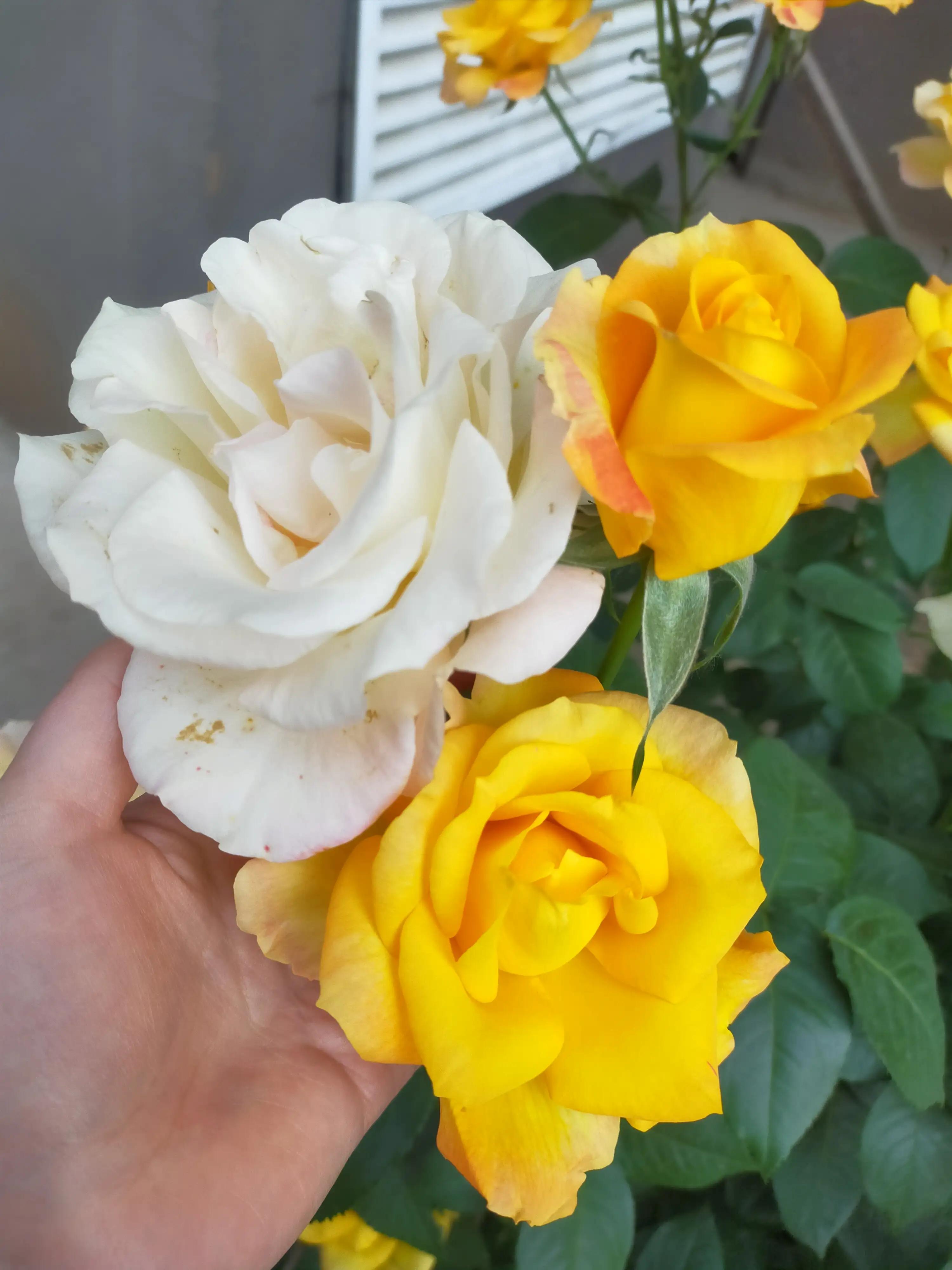 忘关车窗下雨进水的正确处理方式,汽车车窗忘了关淋雨了怎么办