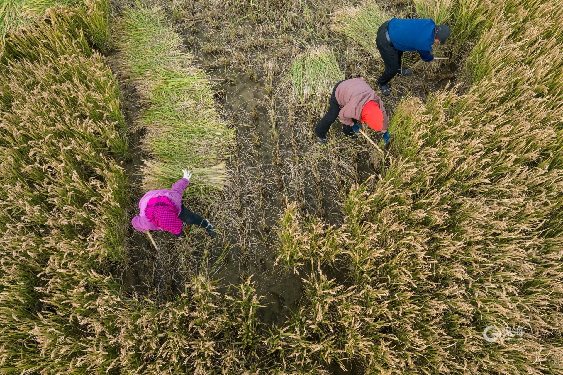农业致富新路视频,海水稻丰收青岛城阳