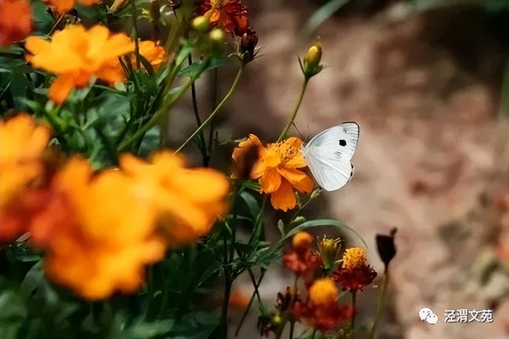 【七绝·回眸春天（六首）】/任振华