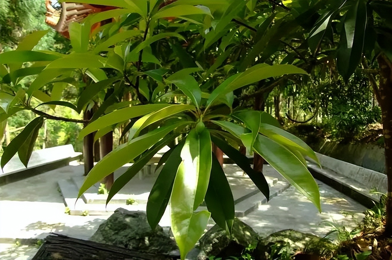 植物识别小口诀，总结的太全了！