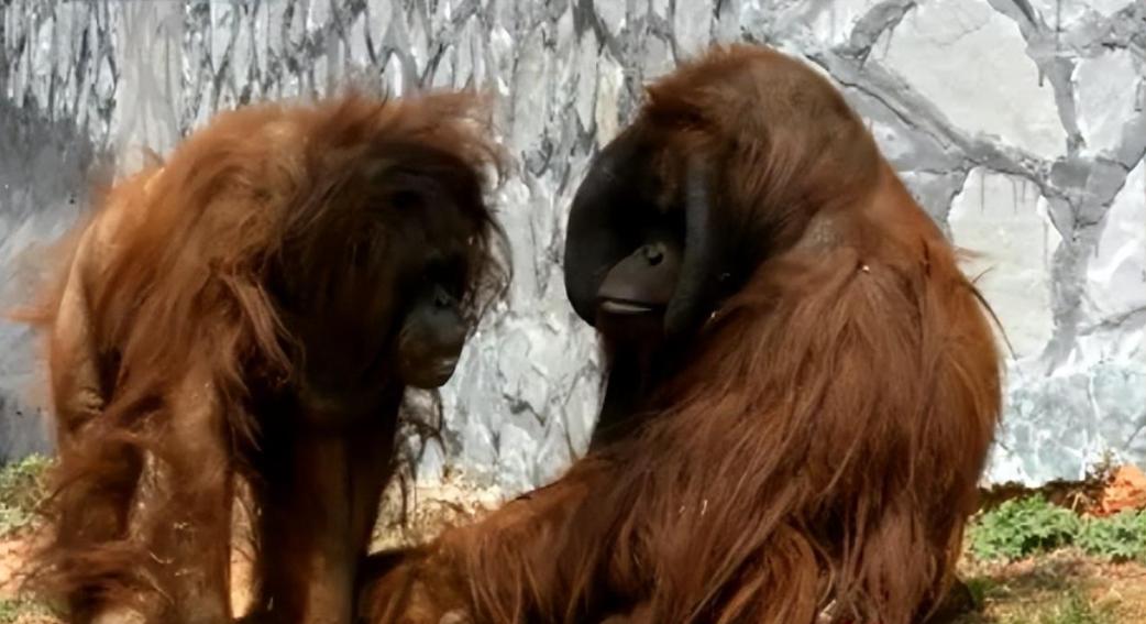 大猩猩减肥,红毛大猩猩减肥