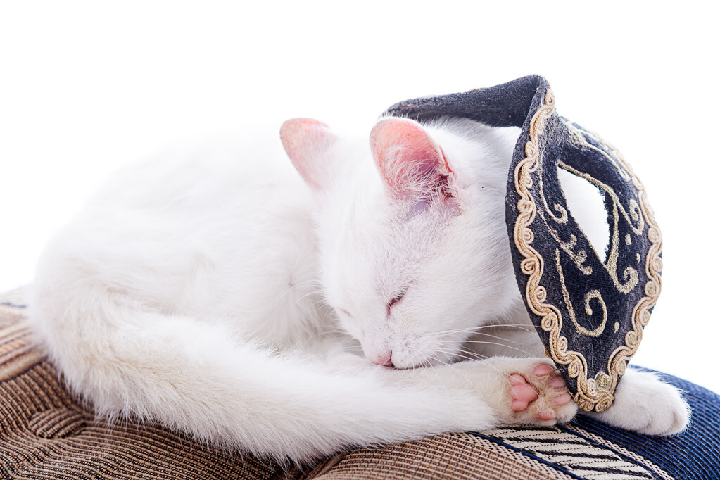 养猫须知注意事项,养猫经验怎么判断猫感冒