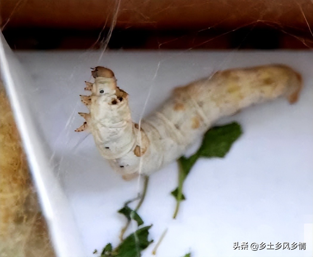 蚕吐丝前有什么征兆,蚕吐丝的征兆