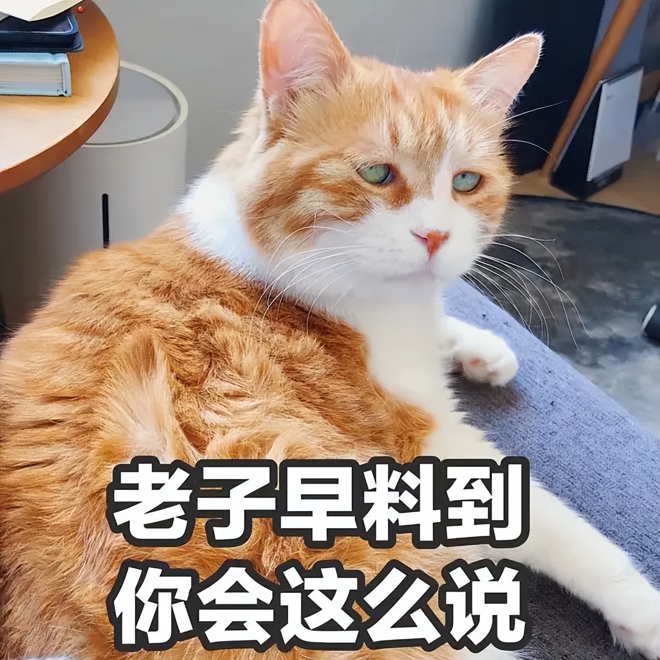 十大最难养的宠物猫,什么猫比较凶猛又好养