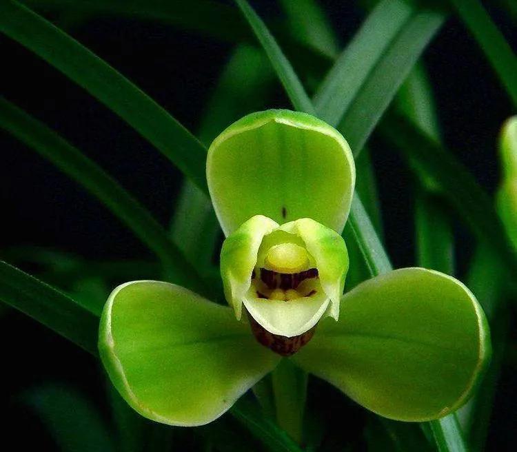 兰花宋梅的故事,宋梅故事