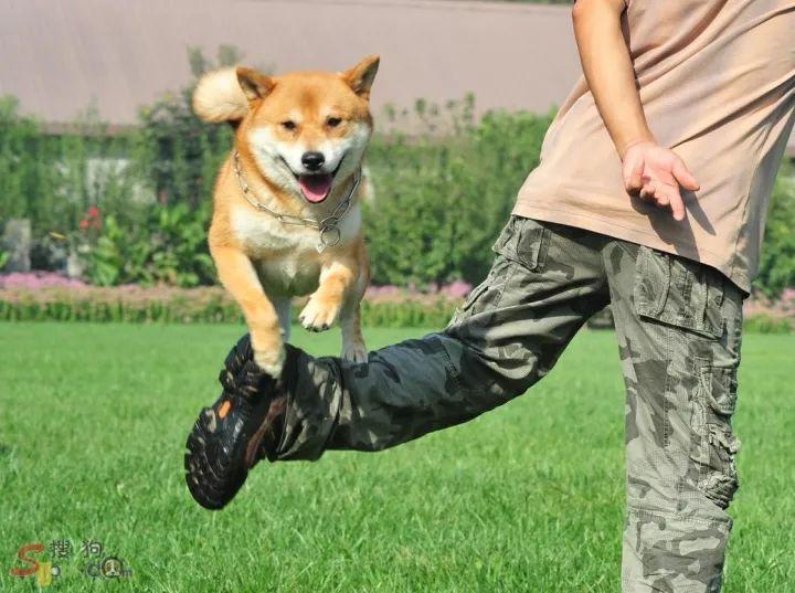 训狗基础教程狗狗咬人怎么训,训狗技巧七天训练出听话狗狗