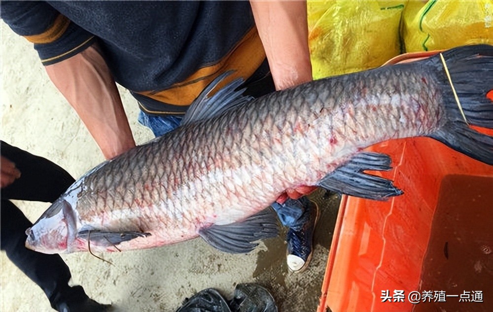 现在小青鱼出血是什么原因,青鱼鱼体出血的原因与治疗方法