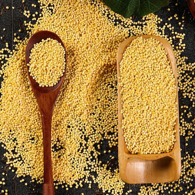 大黄米是黍子米吗,粘大黄米和糯小黄米的区别