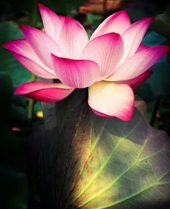 无穷莲叶，精彩纷呈