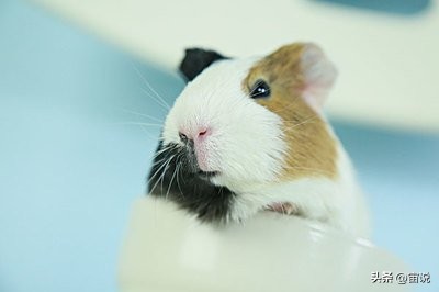 豚鼠的养殖前景,豚鼠的生活习性和生存环境