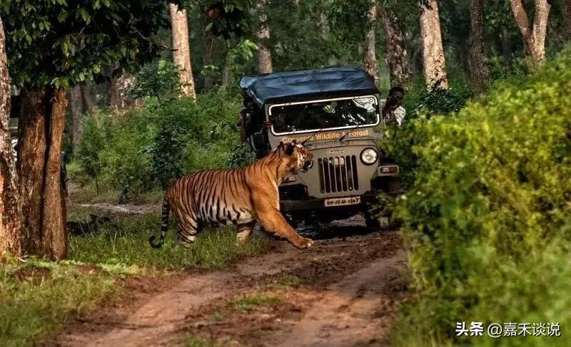 虎王战斗力前十排名,虎王战斗力排名前十介绍