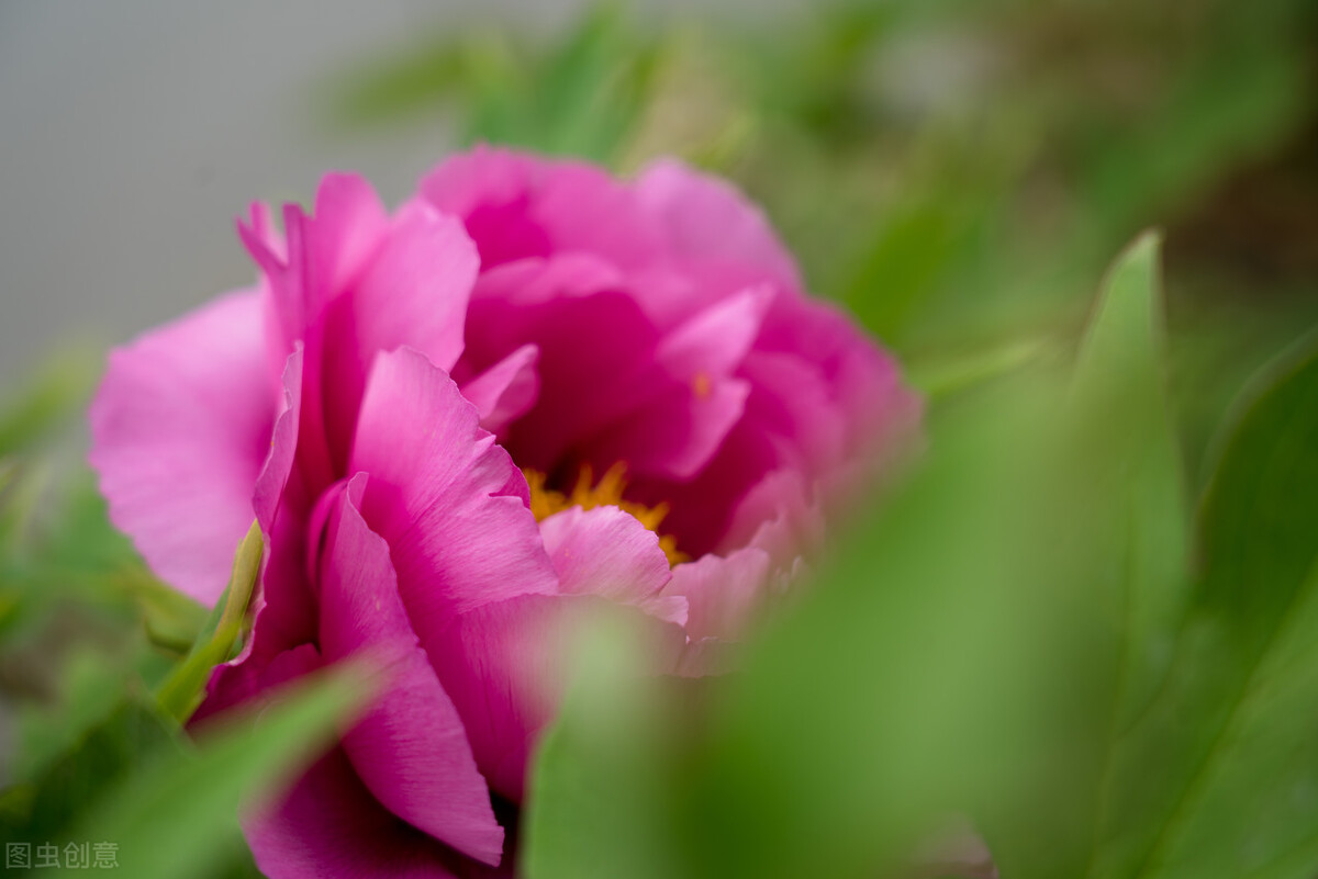 手握金鱼骨一生富贵不用愁,什么是手握金鱼骨