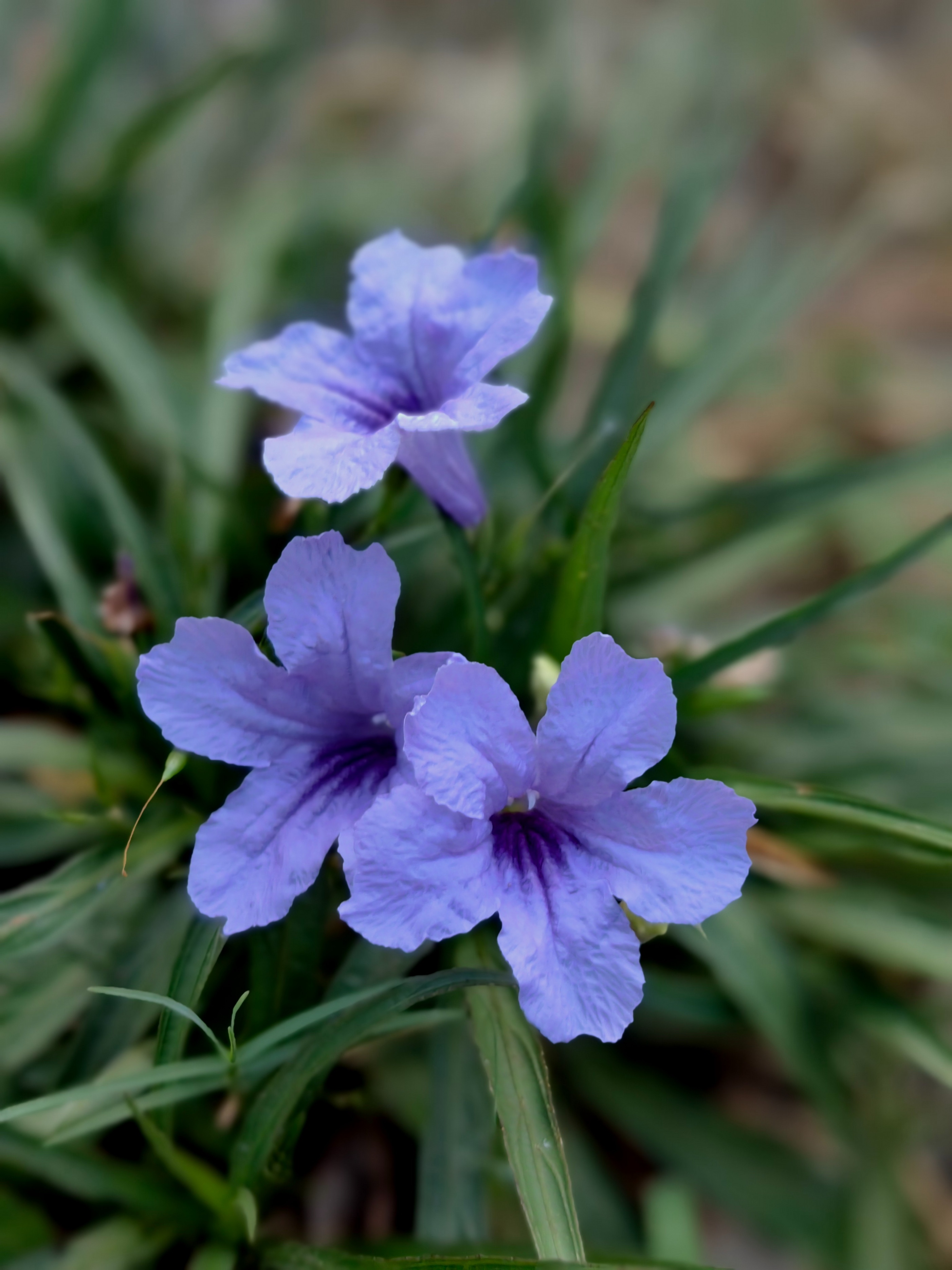 紫色兰花草:,蓝色花草品种