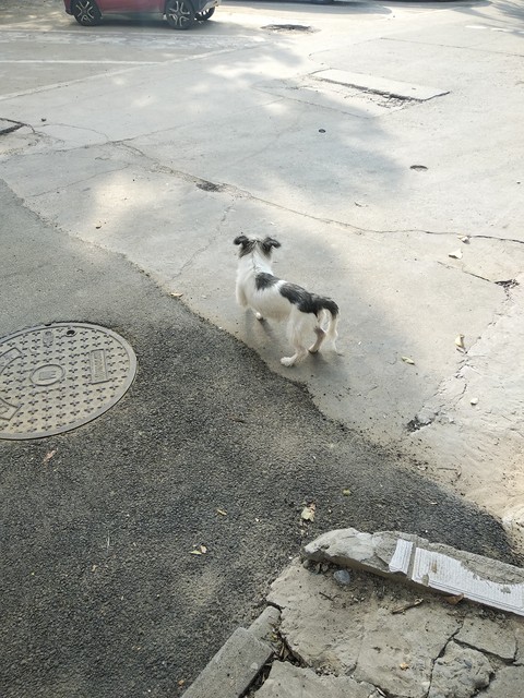 路上碰到狗怎样避免被狗咬,牵绳狗狗咬了没牵绳的狗狗怎么办